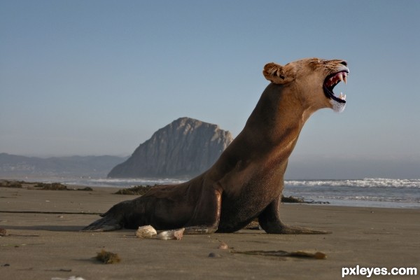 Sea-Lion